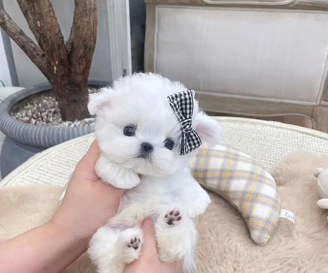 سگ سفید|سگ|زنجان, |دیوار