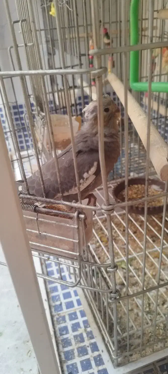 جوجه عروس|پرنده|شیراز, شهرک مهرگان|دیوار