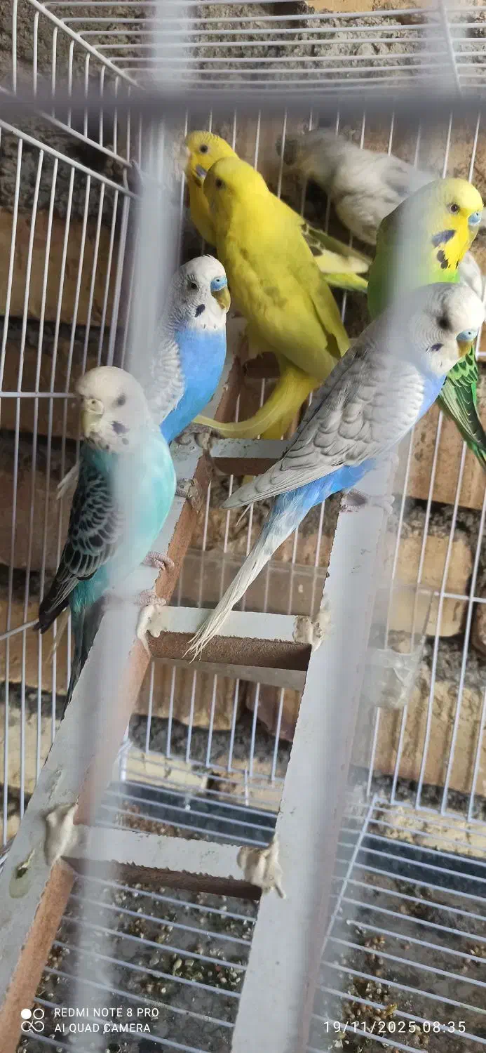 مرغ عشق|پرنده|سراوان, |دیوار