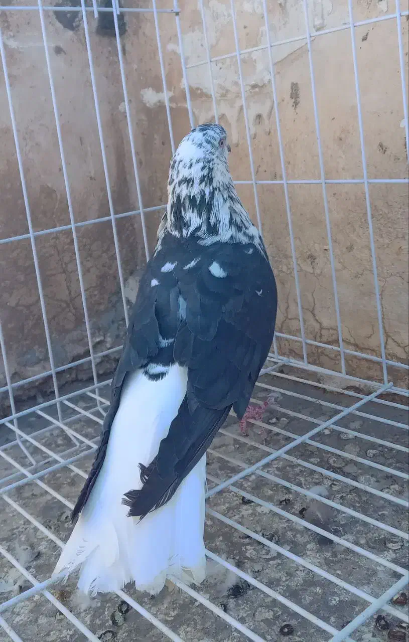 کبوتر سینه باز تخت دم سفید|پرنده|کرمانشاه, |دیوار