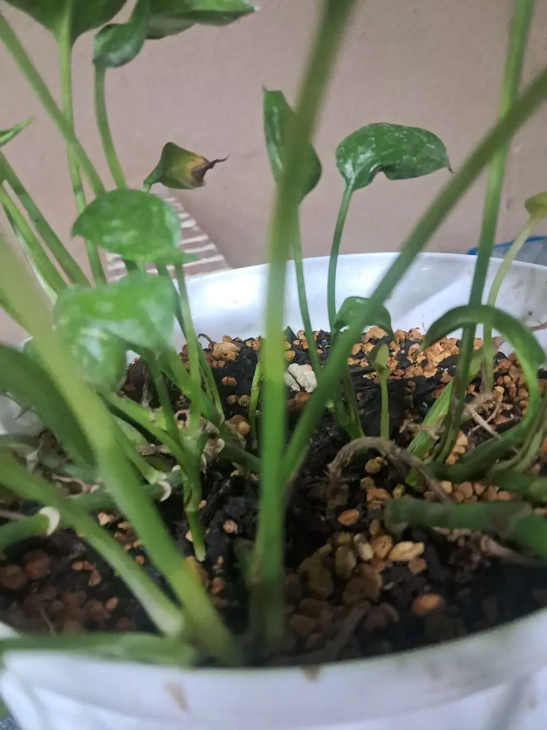 کمک اشپز خانم|استخدام خدمات فروشگاه و رستوران|زرند, |دیوار