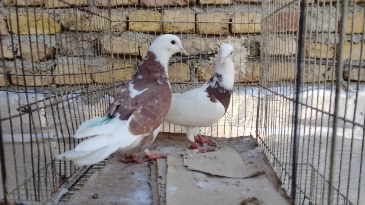 حدود ۲۲تا کبوتر ۱۵۰مفت|حراج|بومهن, |دیوار