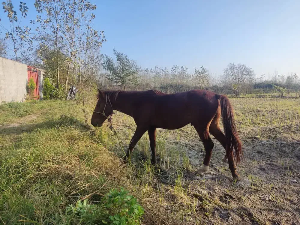 ۱عدد اسب نریان نژاد ۲رگ به همراه ۱عدد بز ماده|اسب و تجهیزات اسب‌سواری|آستانه اشرفیه, |دیوار