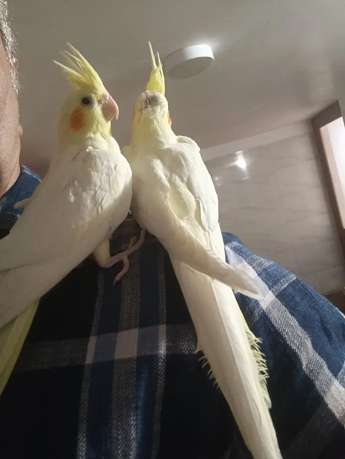 عروس هلندی|پرنده|خوی, |دیوار