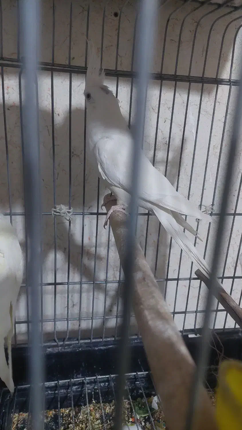 عروس هلندی البینو نر|پرنده|مرودشت, بیست متری بیمارستان|دیوار