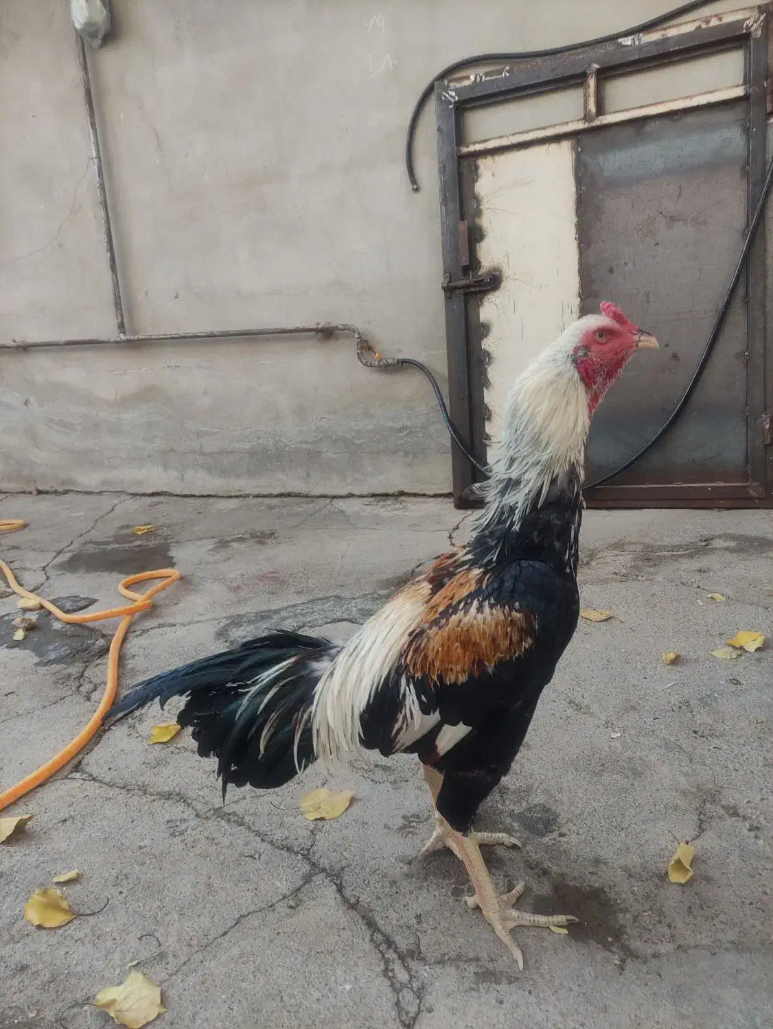 جوجه لاری ۶ ماهه|حیوانات مزرعه|سقز, |دیوار