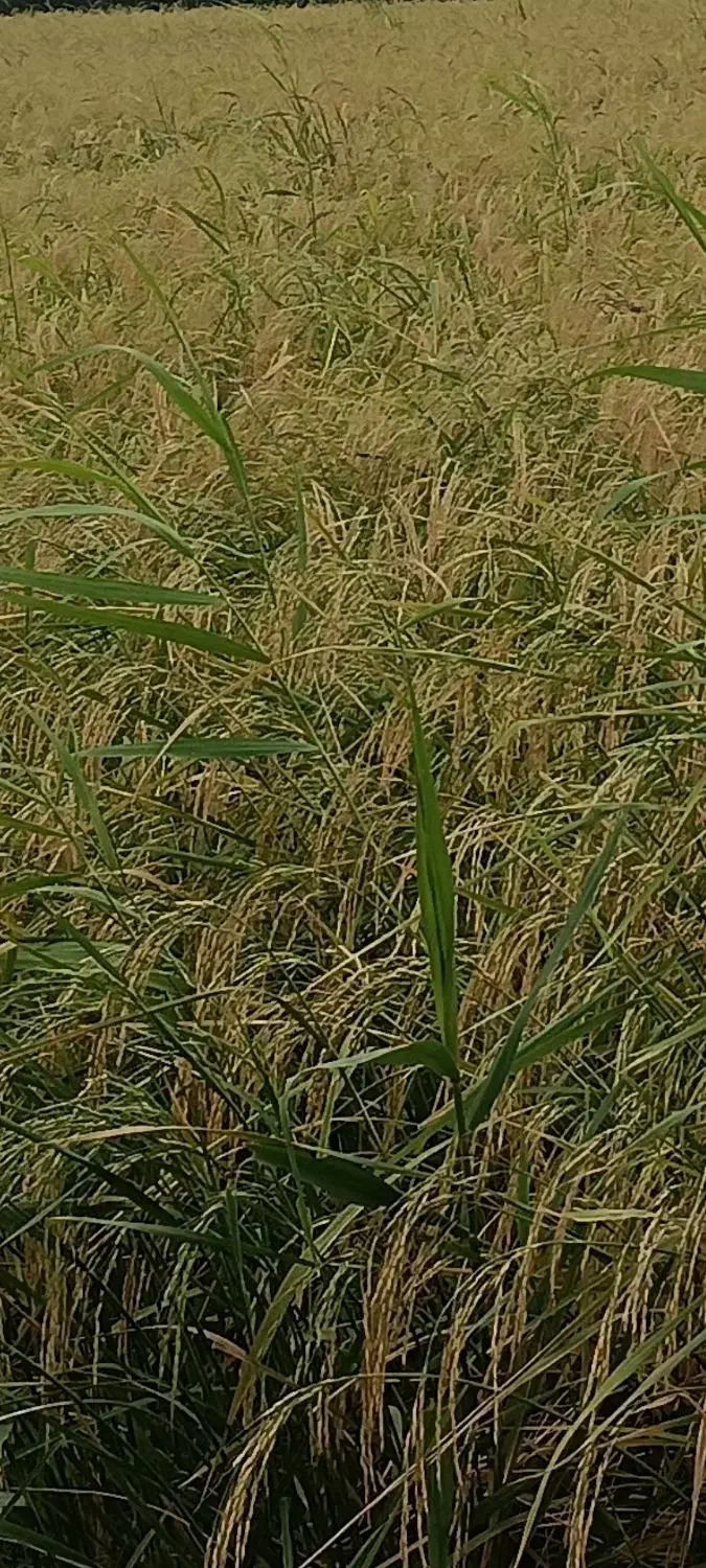 برنج هاشمی دره رود|خوردنی و آشامیدنی|گرمی, |دیوار