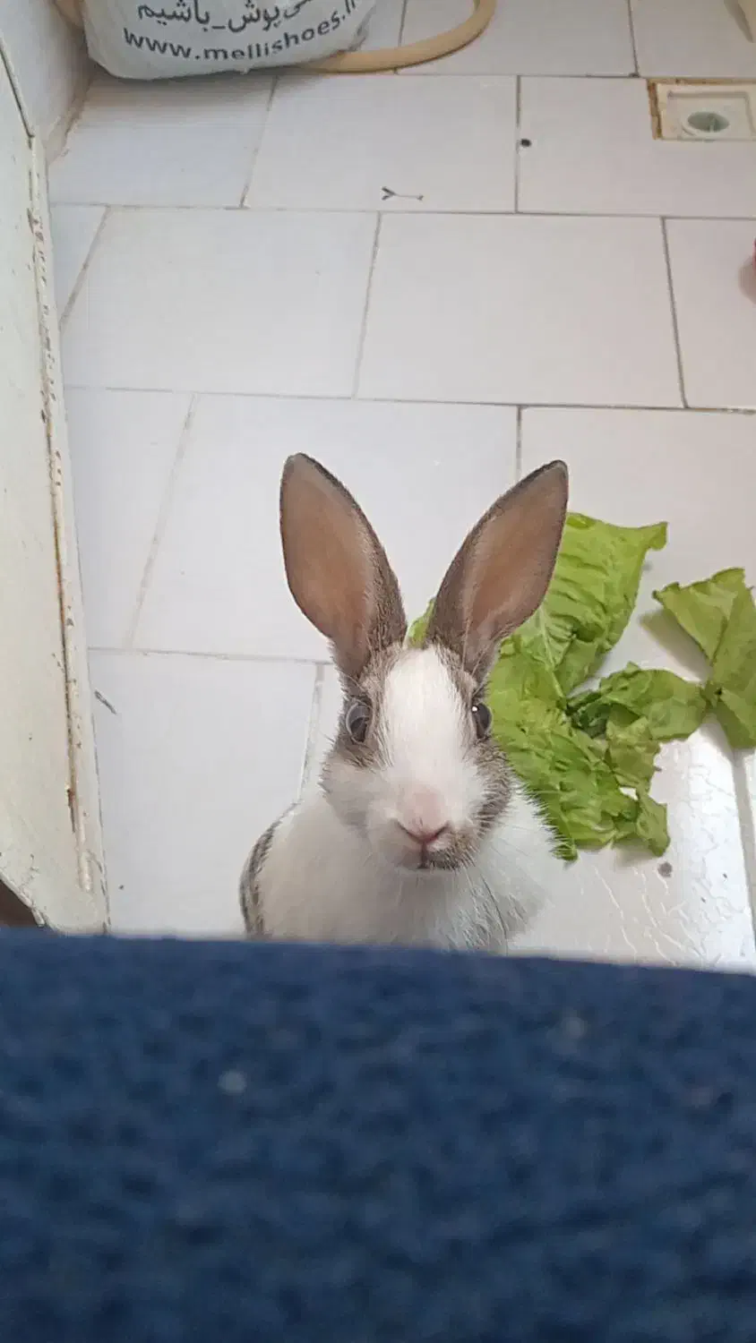 خرگوش|موش و خرگوش|فردوسیه, |دیوار