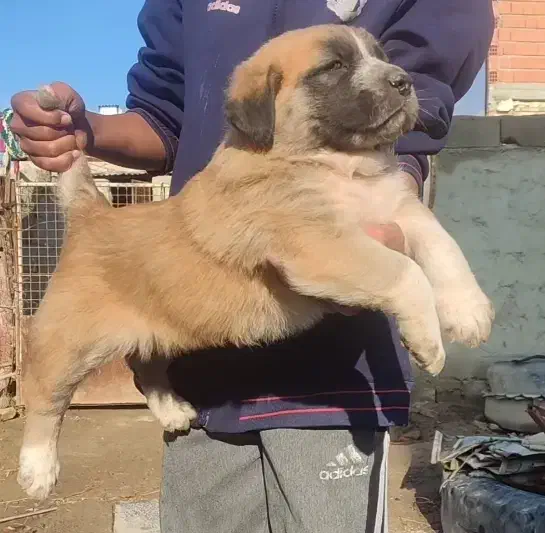 توله /سگ /آلابای / افغان بالغ|سگ|تهران, جماران (نیاوران)|دیوار