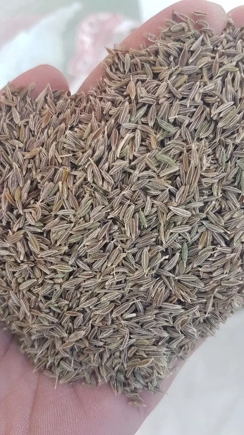 بذر کرابیه درجه یک|خوردنی و آشامیدنی|پائین جام, |دیوار