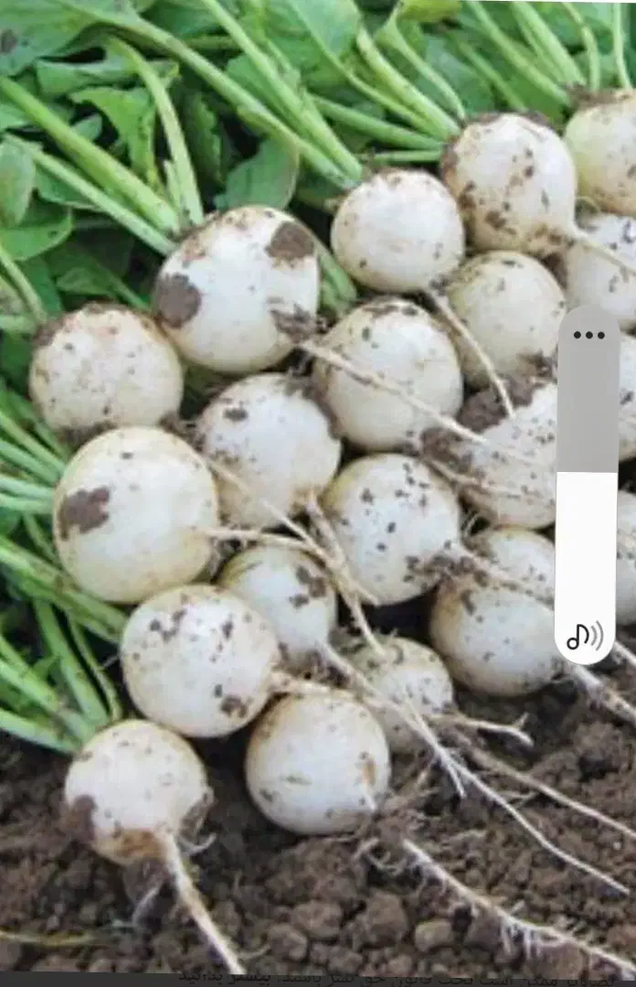 ترپ سفیدو سیاه و شلغم و اوشینی|خوردنی و آشامیدنی|شاهین دژ, |دیوار