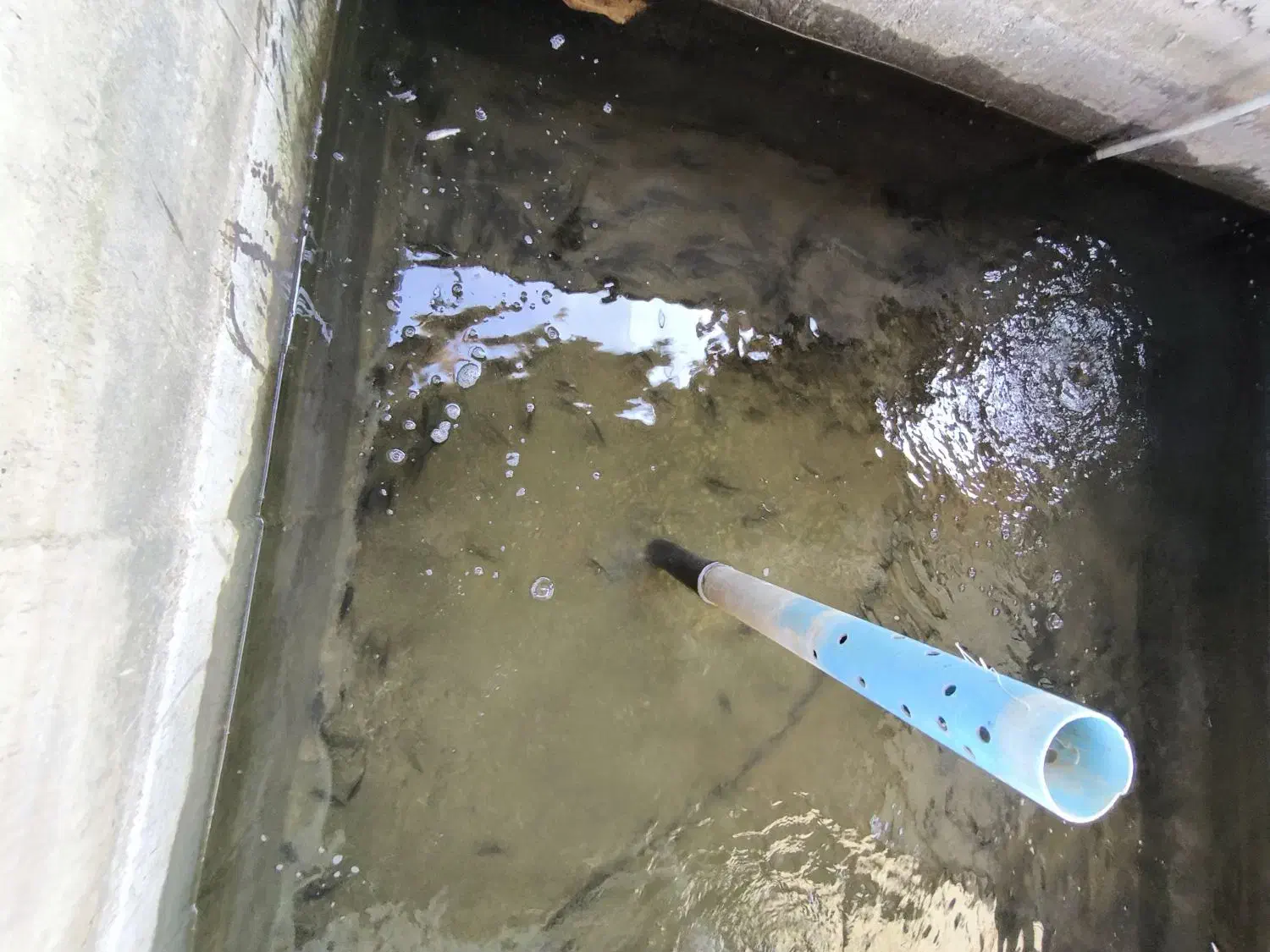 بچه ماهی کپور، آمور و فیتوفاک (۳۰ تا ۱۰۰ گرم)|ماهی|آق قلا, |دیوار