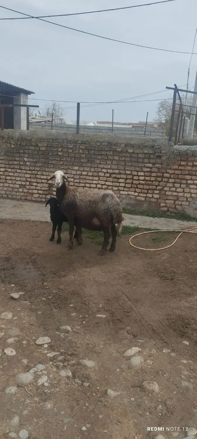 گوسفند|حیوانات مزرعه|سیمین شهر, |دیوار