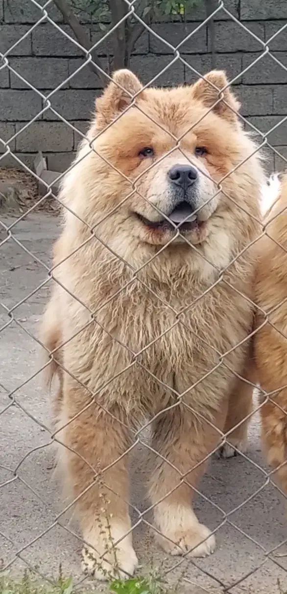 سگ چاو چاو|سگ|نوشهر, |دیوار