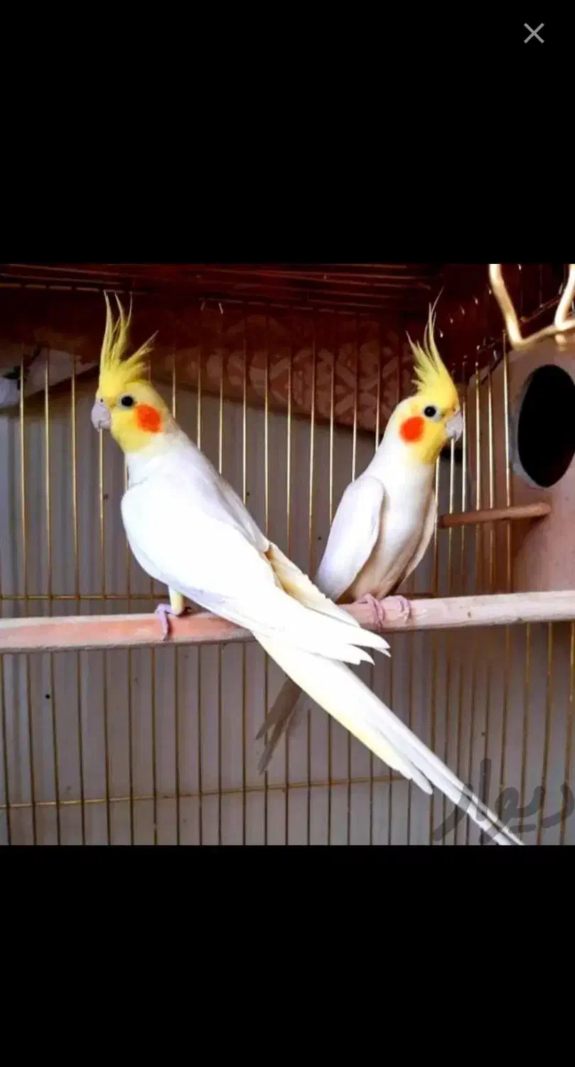 عروس پاریس ، عروس هلندی ، طوطی عروس|پرنده|ایذه, |دیوار