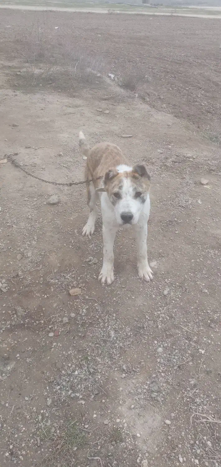 توله نر|سگ|گنبد کاووس, |دیوار