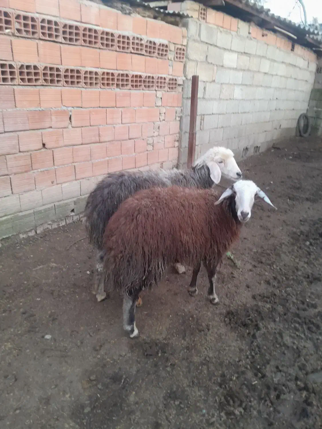 دوعدد بره ماده بزرگ|حیوانات مزرعه|آق قلا, |دیوار