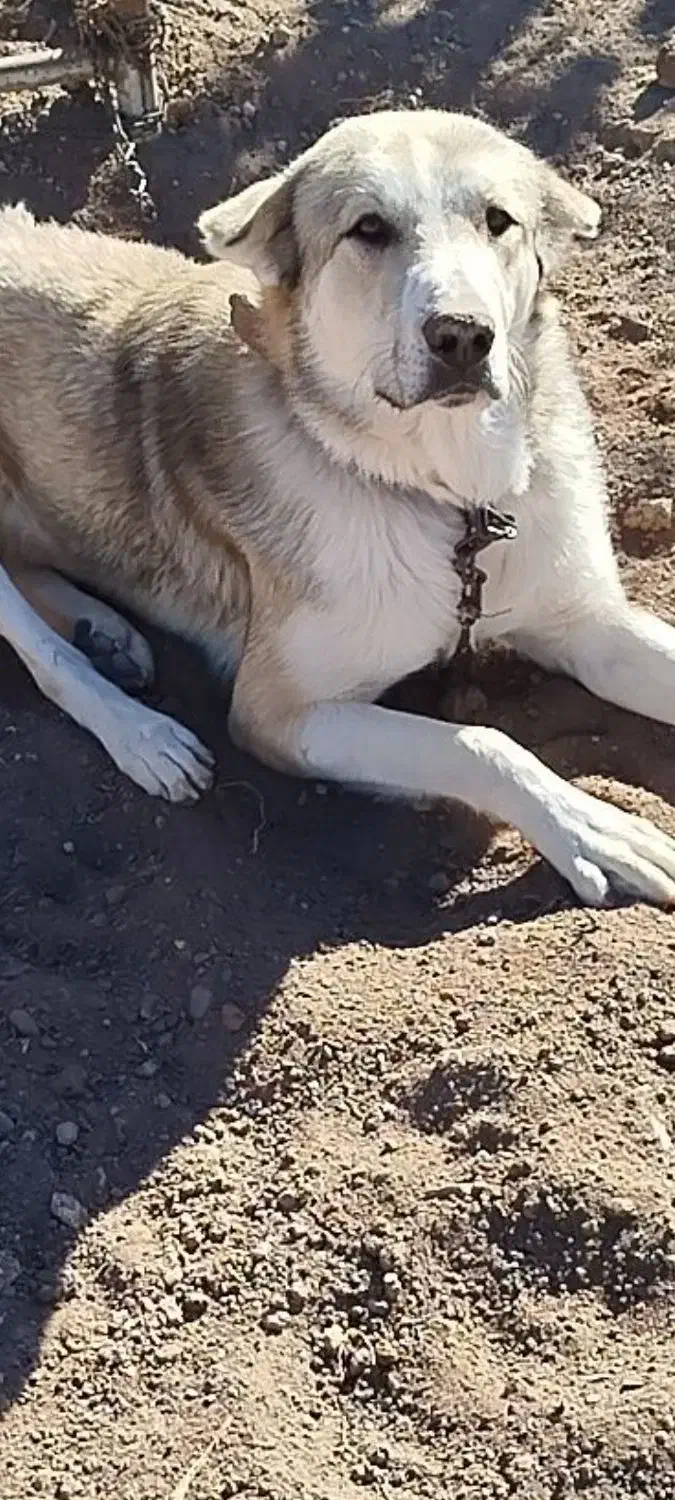 سگ سرابی عراقی|سگ|اردبیل, |دیوار