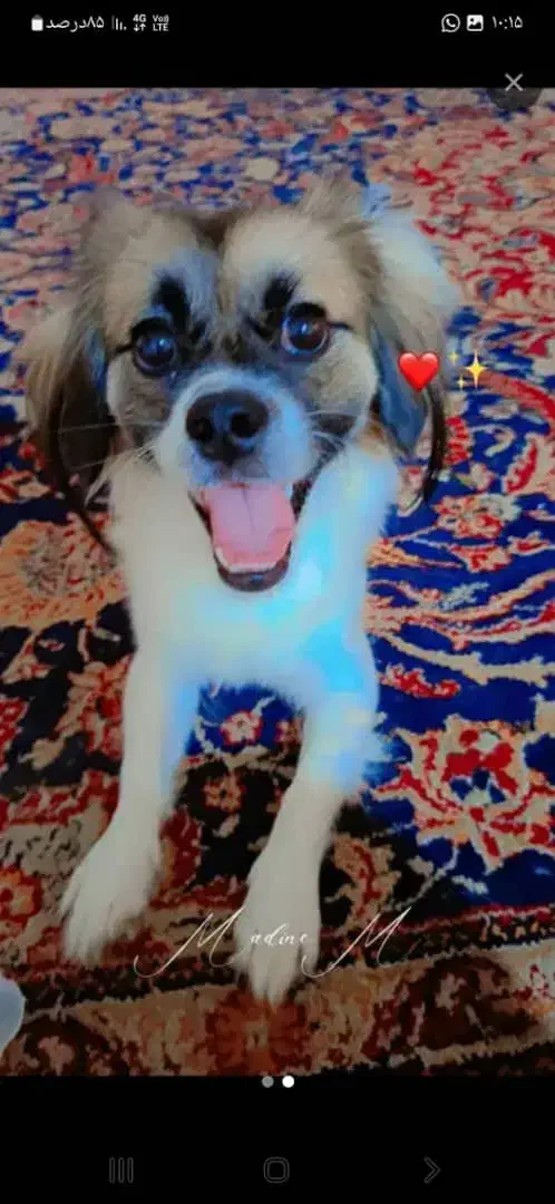 یه سگ ماده واسه فروش دارم|سگ|شادگان, |دیوار