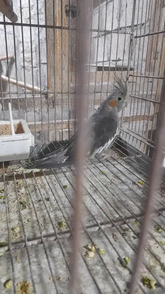 عروس هلندهای بالغ|پرنده|قشم, |دیوار