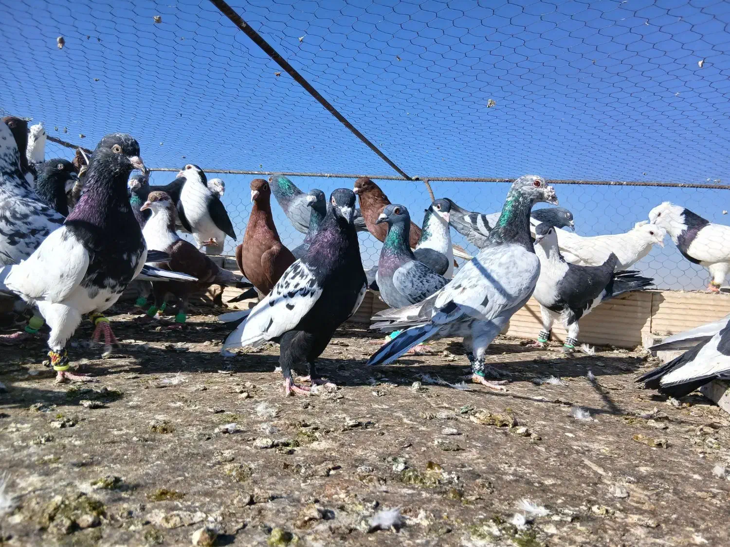 کبوتر پرشی|پرنده|تربت‌حیدریه, ۴۵ متری|دیوار