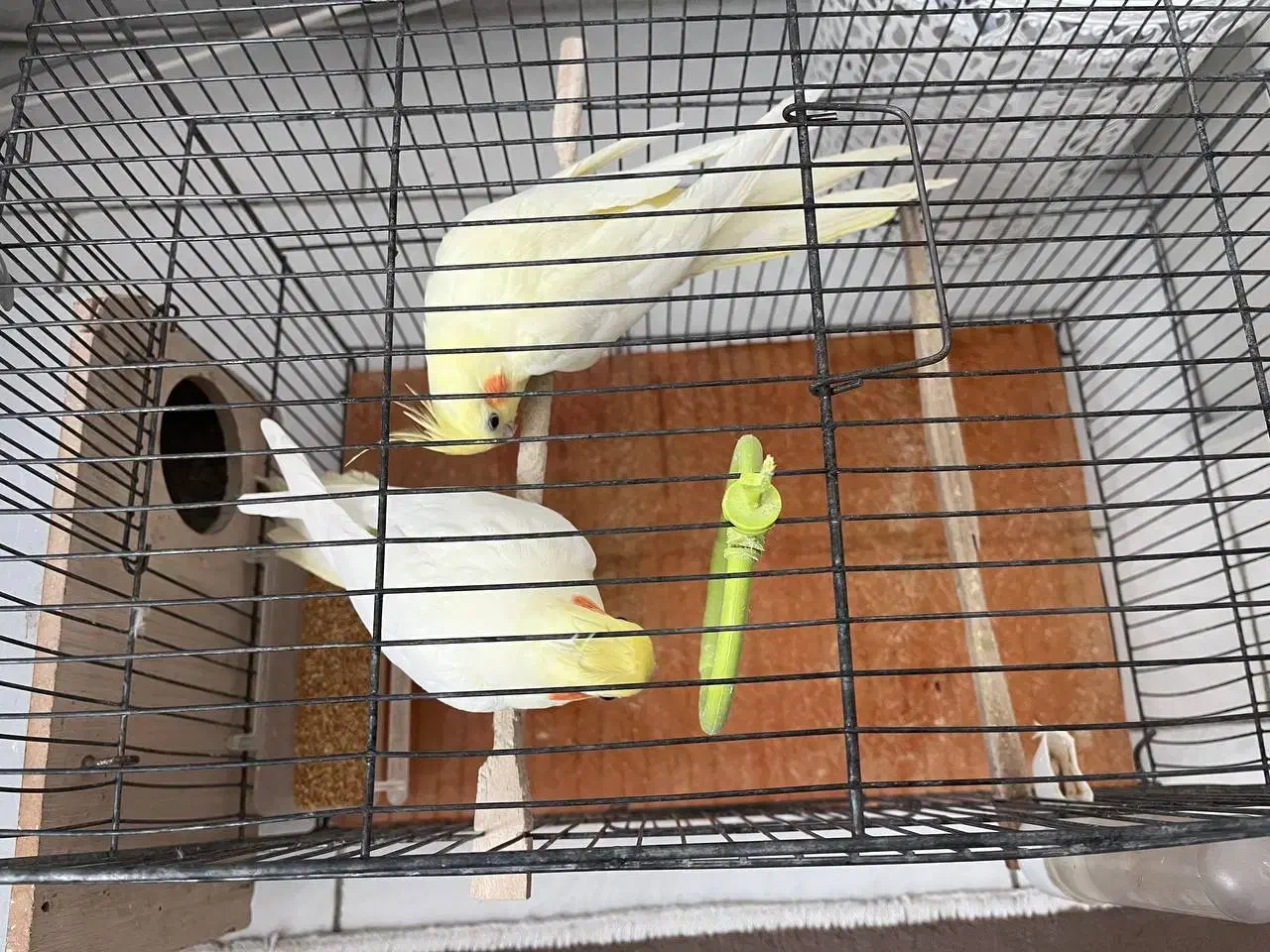 عروس هلندی|پرنده|سهند, |دیوار