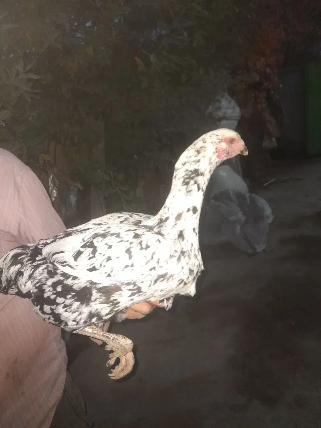 لاری|حیوانات مزرعه|مشگین شهر, |دیوار