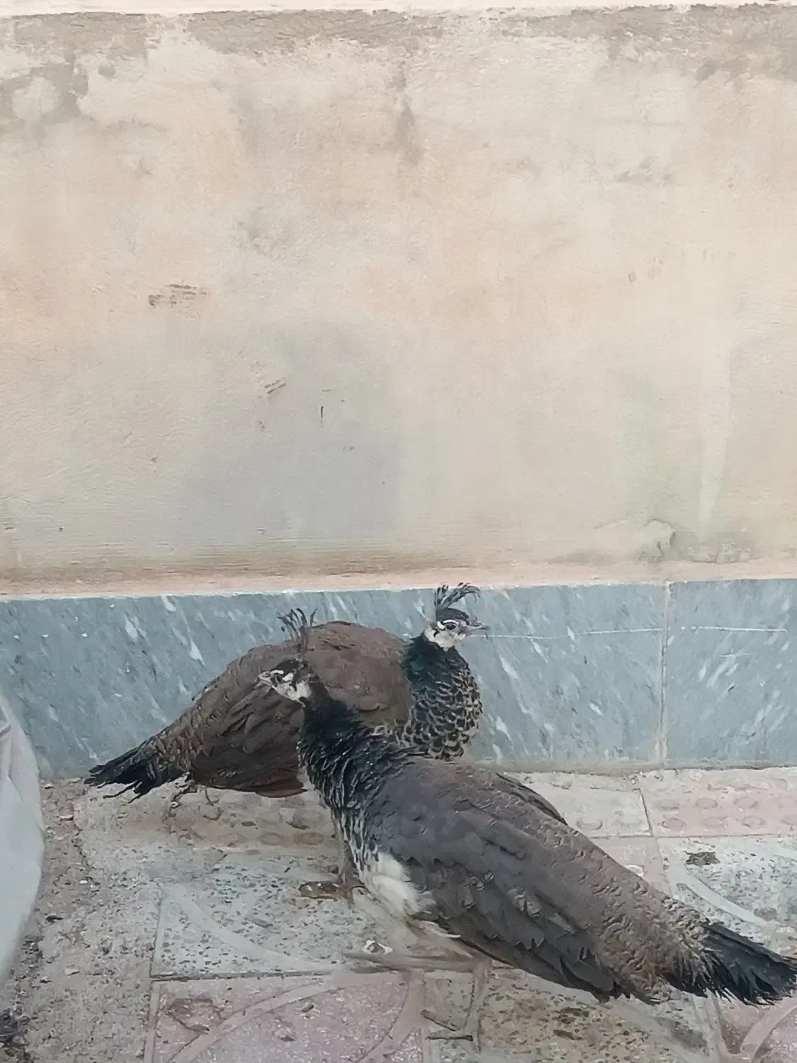 جوجه طاووس هندی|پرنده|تاکستان, |دیوار