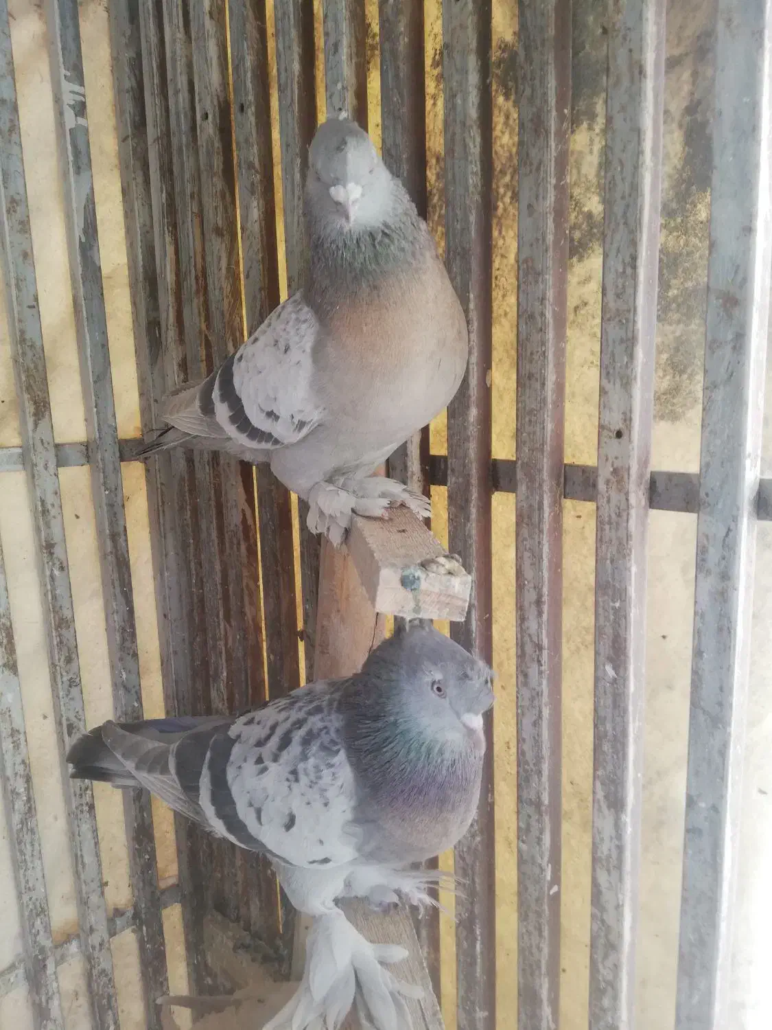 سوسنی ونکی|پرنده|شیراز, نیستان|دیوار