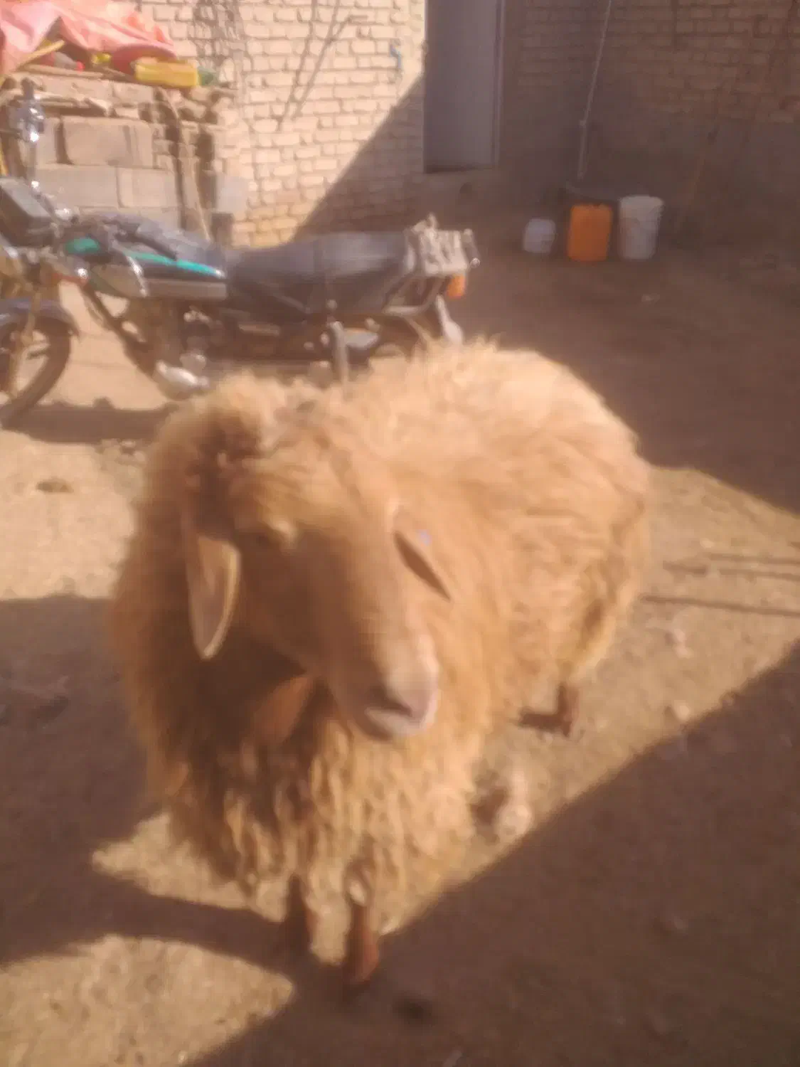 فروش قوچ هترو|حیوانات مزرعه|اسفراین, |دیوار