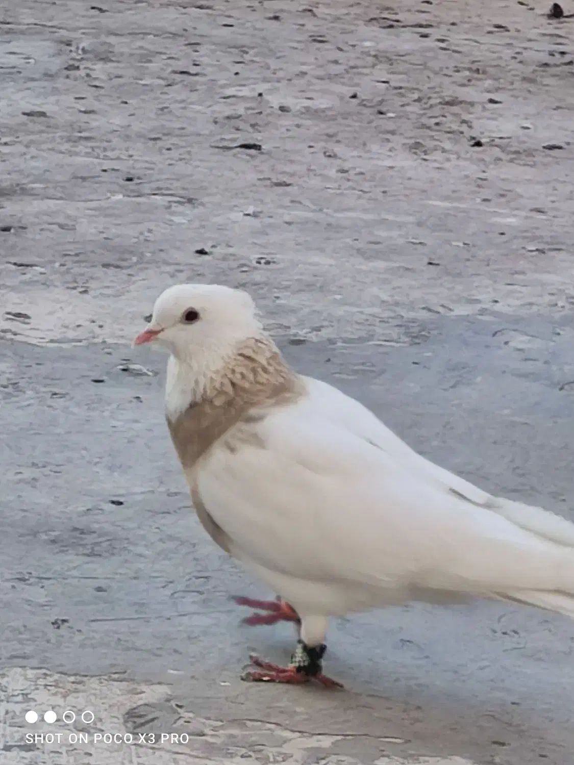 کبوتر طوقی|پرنده|خرمشهر, |دیوار