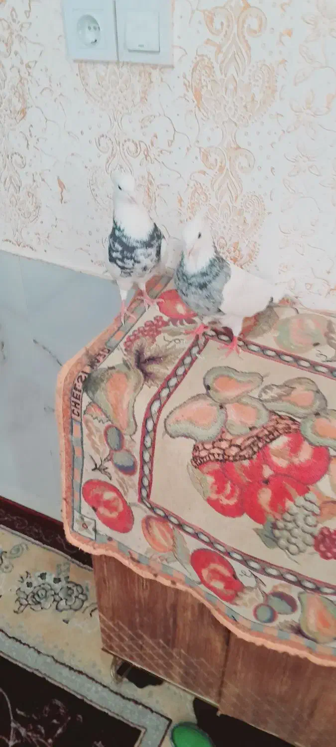 ی جفت طوقی پا|پرنده|کرمانشاه, |دیوار