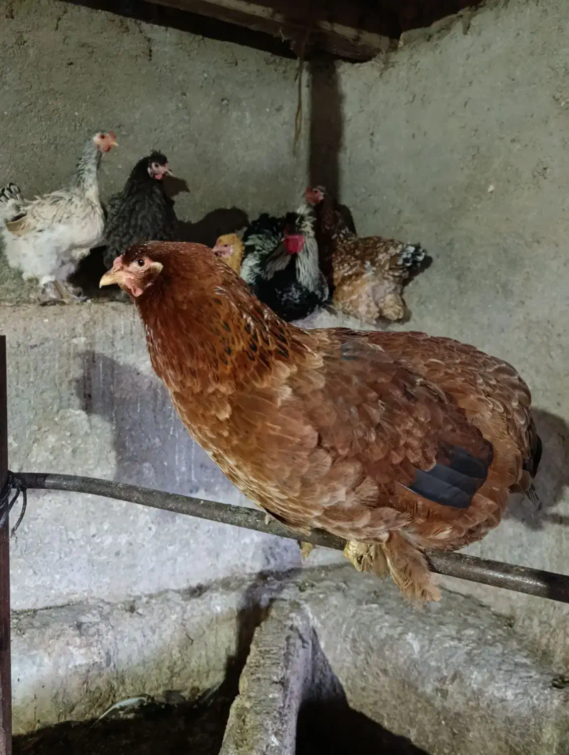 مرغ تخمگذار|حیوانات مزرعه|خلیل شهر, |دیوار