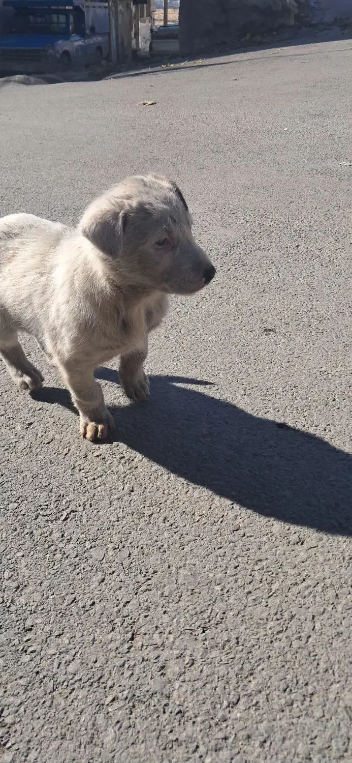 سگ چینی|حیوانات|بروجرد, |دیوار