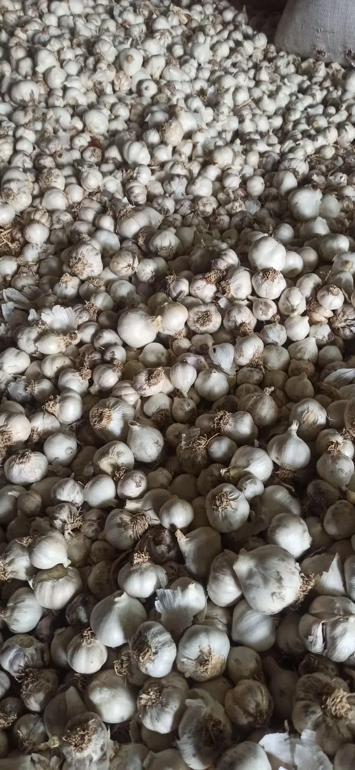 سیر|خوردنی و آشامیدنی|زابل, |دیوار