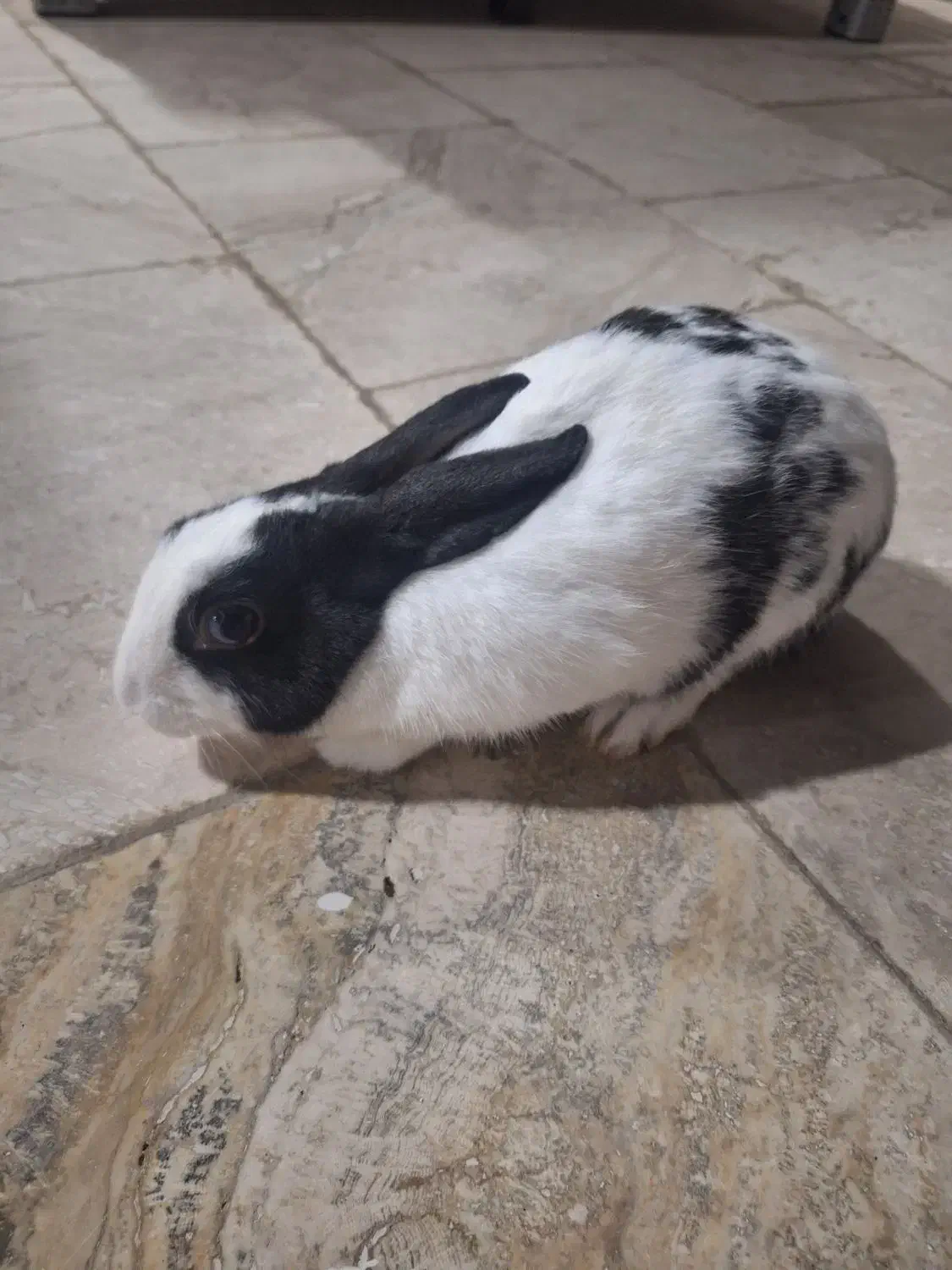 فروش خرگوش|موش و خرگوش|کیش, |دیوار