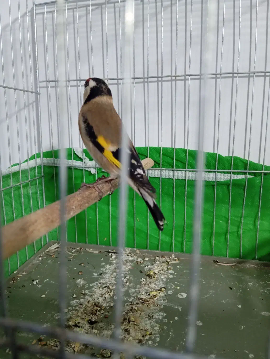 سهره سقا کرمانشاهی|پرنده|کرمان, |دیوار