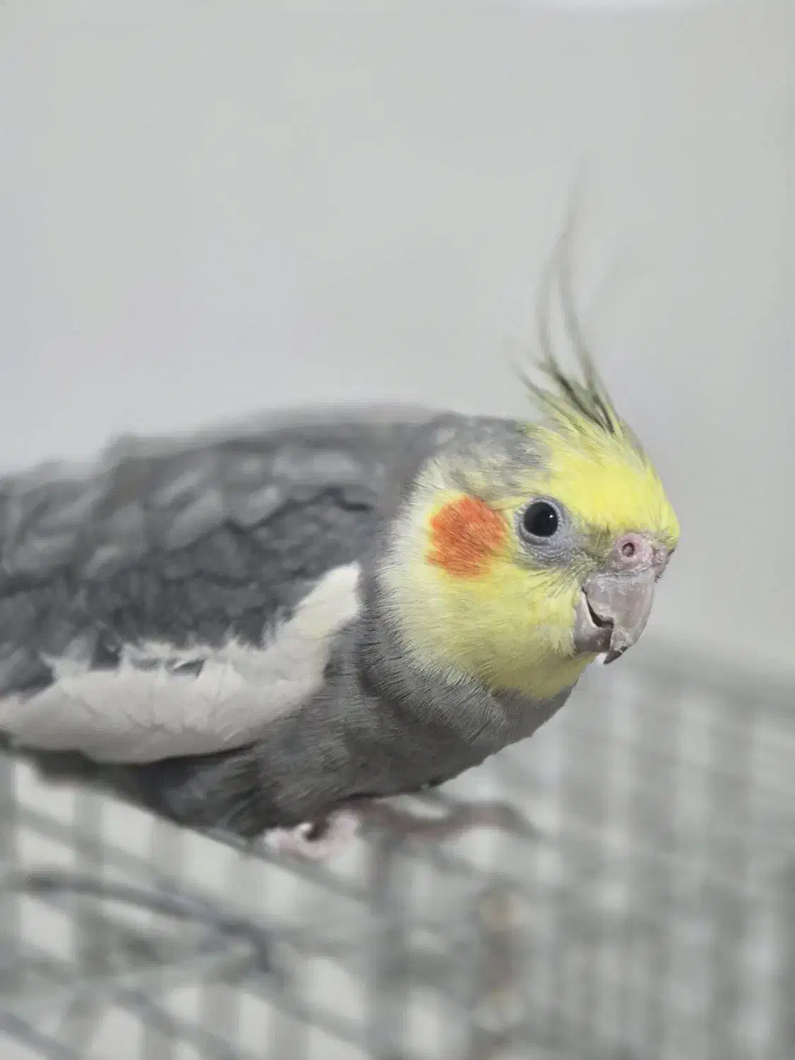 دو عدد عروس هلندی و یه قفس|پرنده|ایوان, |دیوار