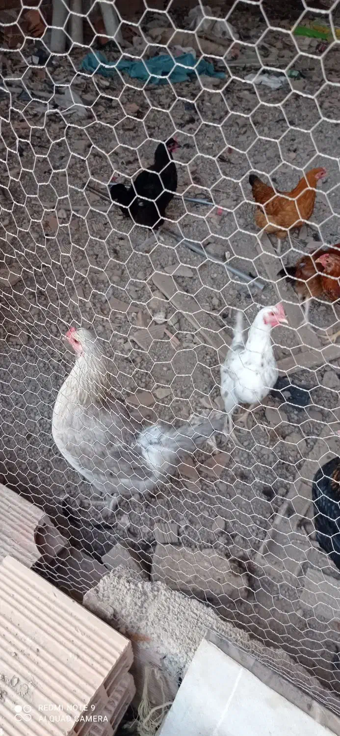 مرغ و خروس گلین ومحلی|حیوانات مزرعه|نکا, |دیوار