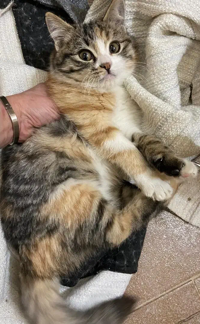 واگذاری گربه کالیکو|گربه|شیراز, شاهجیان|دیوار