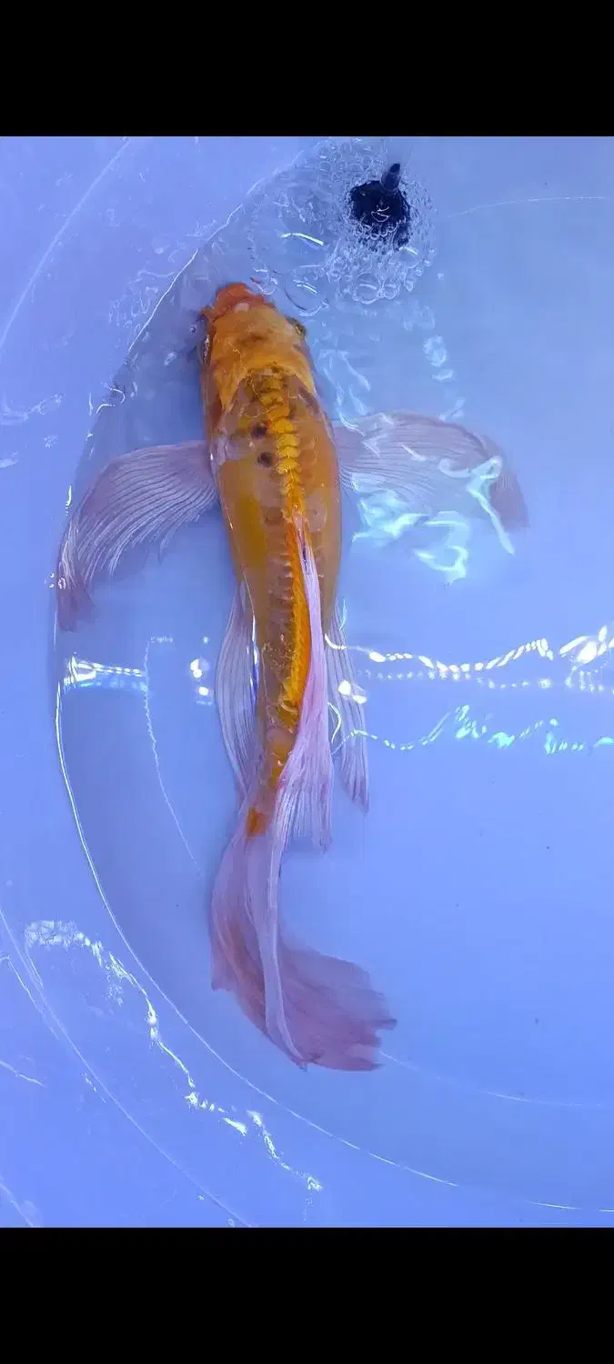 ماهی باترفلای کوی فول چرم|ماهی|قم, انصار‌الحسین|دیوار