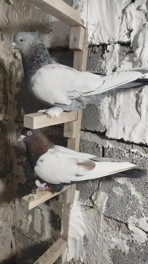 یه بون کفتر بزن پامیلی|پرنده|شیراز, حومه شیراز|دیوار