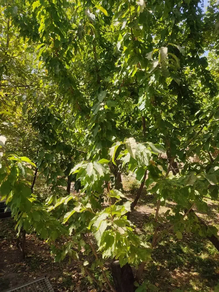 زمین مسکونی 220متری مسکن|فروش زمین و ملک کلنگی|بردسیر, |دیوار