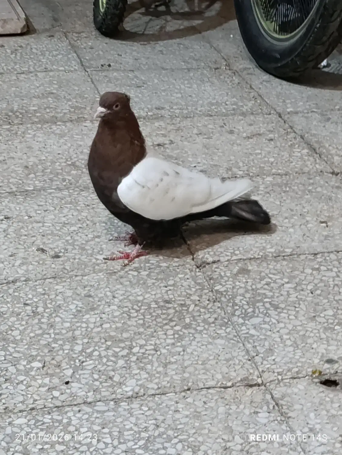 کبوتر رنگی|پرنده|بندر امام خمینی, |دیوار