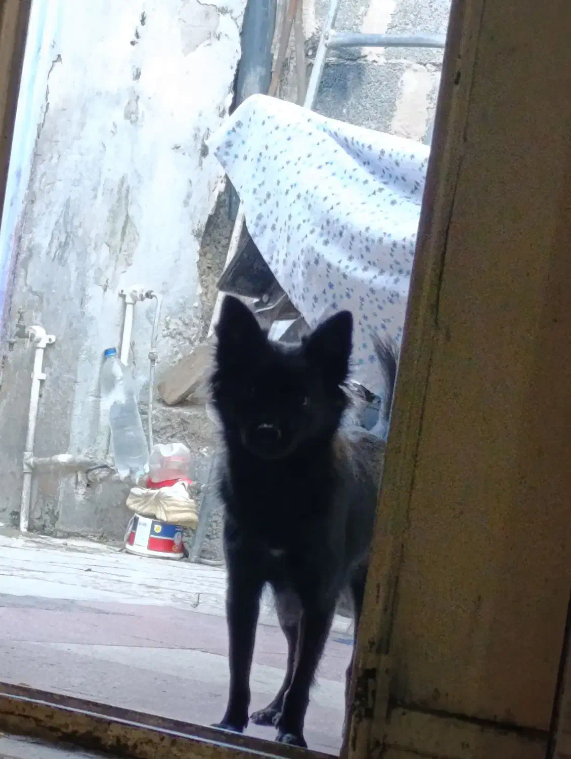 گم شده سگ ماده محدوده دوهزار|حیوانات|بندرعباس, |دیوار