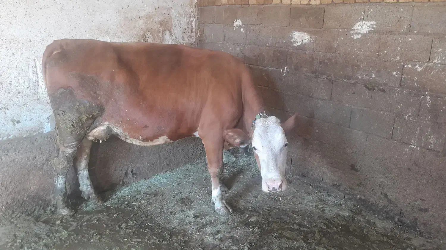 گاو سیمینتال|حیوانات مزرعه|بروجرد, |دیوار