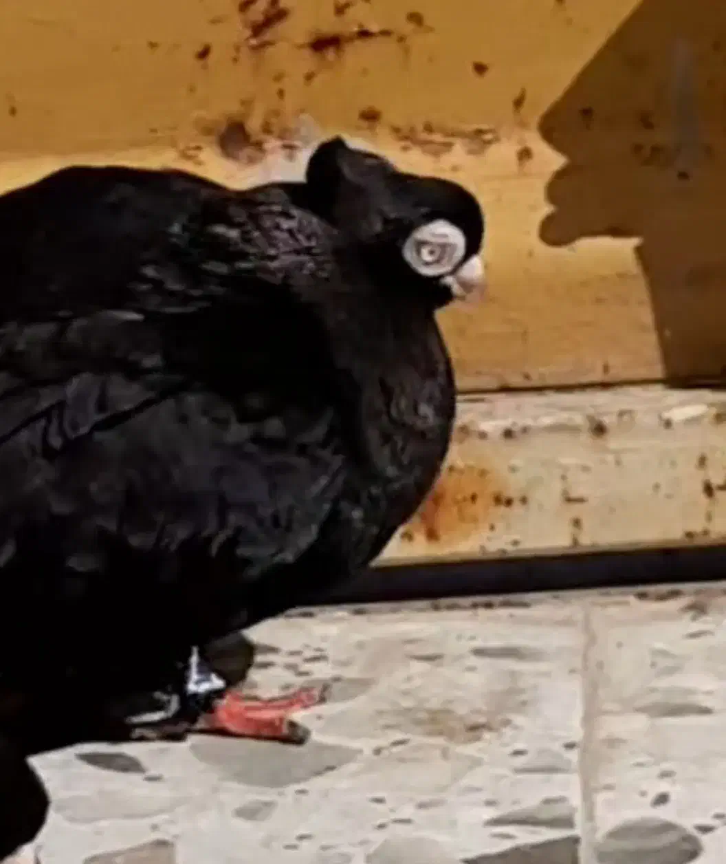 فقط تماس|حیوانات|ایذه, |دیوار