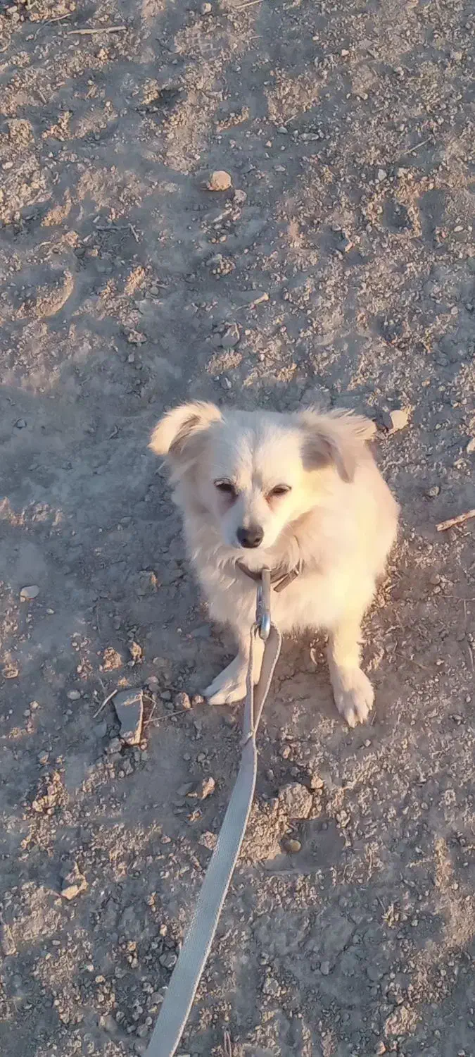 پامر روباهی نژاد (اصل)|سگ|تهران, جوادیه|دیوار