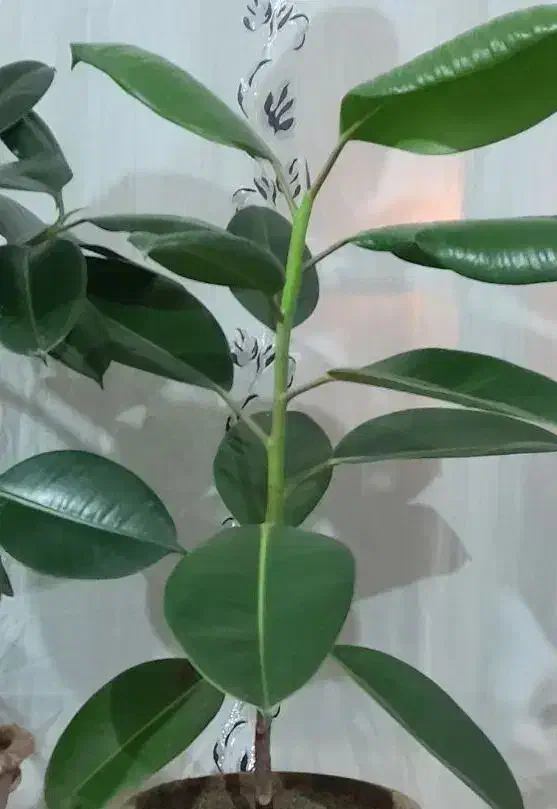 گل طبیعی|گل و گیاه طبیعی|میاندوآب, |دیوار