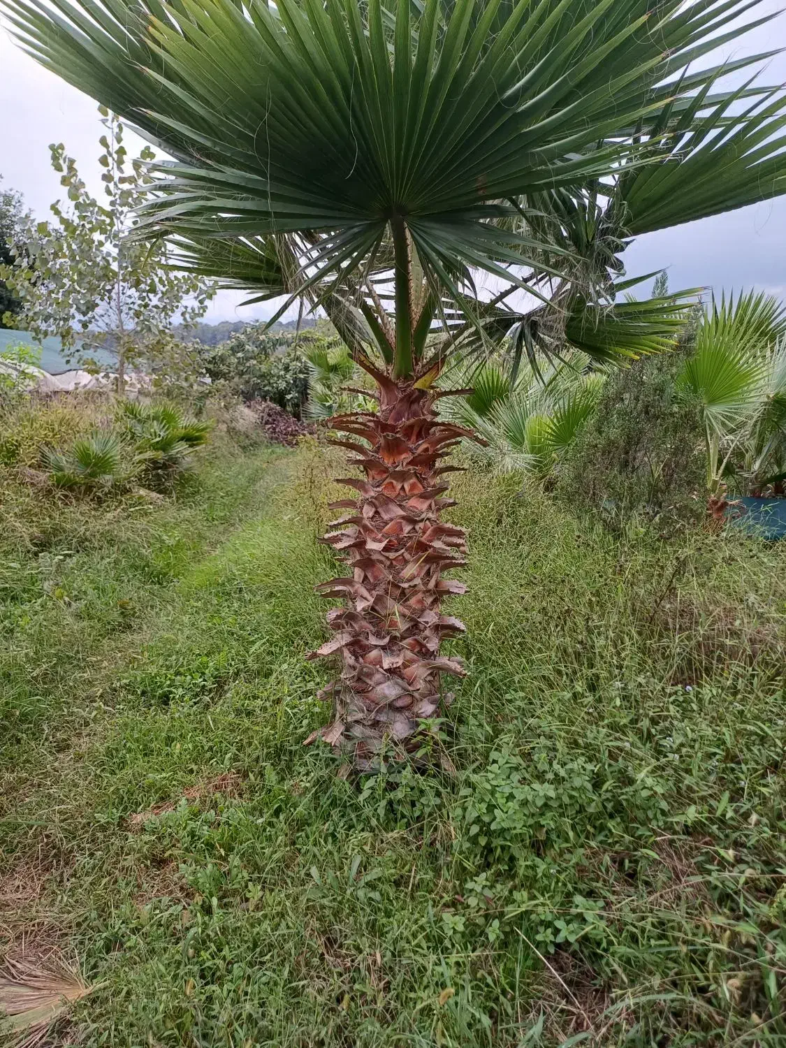 پالم تعداد ۵۵۰ تا متراژ از ۱۴۰ تا ۱۷۰ فقط تنه|گل و گیاه طبیعی|کومله, |دیوار